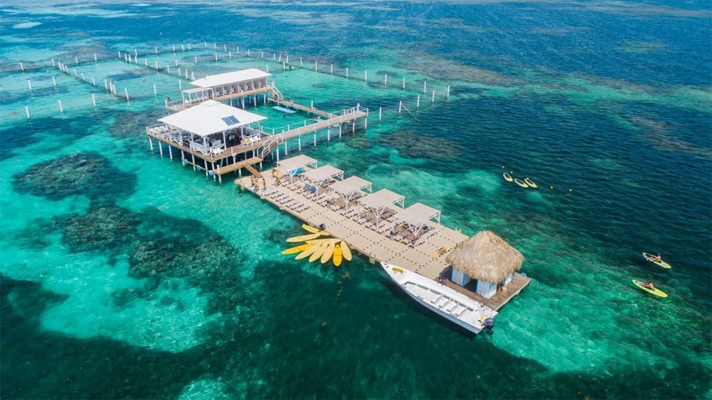 Swimming & Snorkeling with SHARKS in Bavaro Dominican Republic