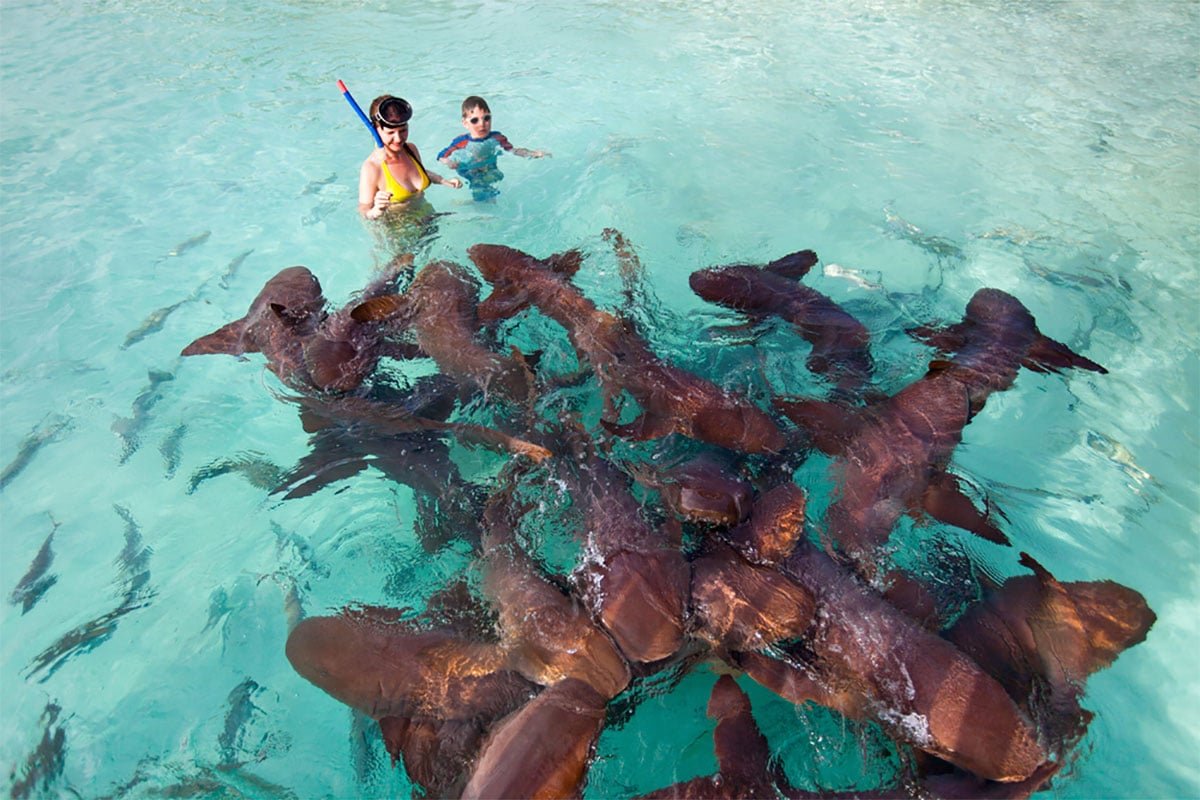 Swimming & Snorkeling with SHARKS in Bavaro, Punta Cana Dominican Republic